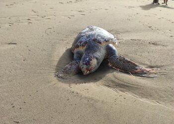 Vasto Marina, tartaruga morta trovata in riva al mare