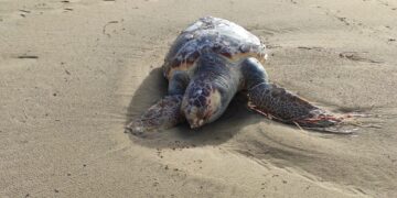 Vasto Marina, tartaruga morta trovata in riva al mare