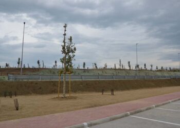 Amazon, si ripiantano ulivi sulla collina creata con il terreno di riporto