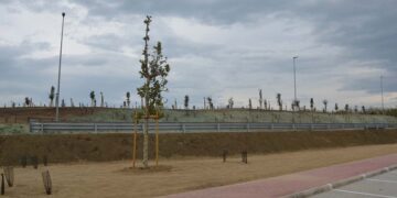 Amazon, si ripiantano ulivi sulla collina creata con il terreno di riporto