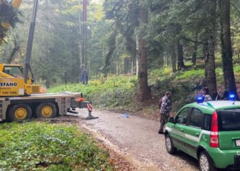 L’abete bianco resta ad Agnone, a San Pietro un albero da un vivaio di Palena