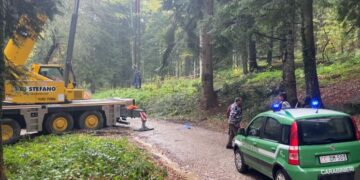 L’abete bianco resta ad Agnone, a San Pietro un albero da un vivaio di Palena