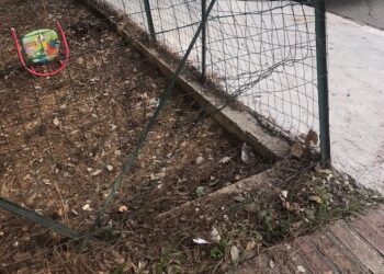 Pitbull esce da un buco dell’area di sgambamento: bassotto ucciso, donna ferita