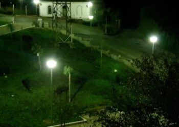 Cinghiali nel parco di Santa Maria del Sabato Santo, la preoccupazione dei residenti