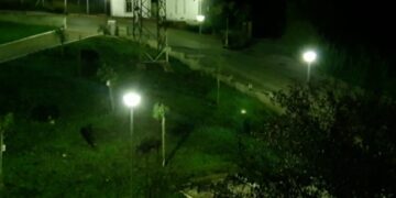 Cinghiali nel parco di Santa Maria del Sabato Santo, la preoccupazione dei residenti