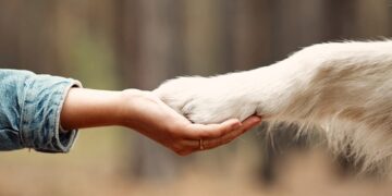 «Contro le aggressioni fare corsi obbligatori per i proprietari di cani e lotta all’abbandono»