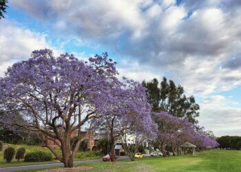 È tempo di Jaracanda!