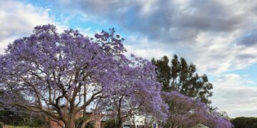 È tempo di Jaracanda!