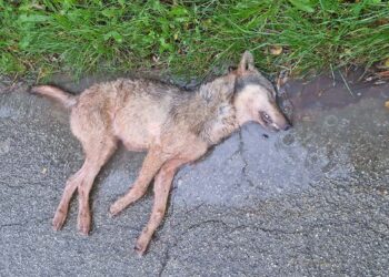 Giovane esemplare di lupo investito tra Cupello e San Salvo