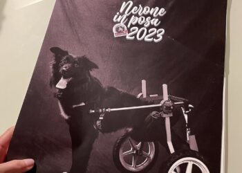 “Con gli occhi di Nerone”, l’associazione che aiuta gli animali meno fortunati