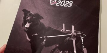 “Con gli occhi di Nerone”, l’associazione che aiuta gli animali meno fortunati