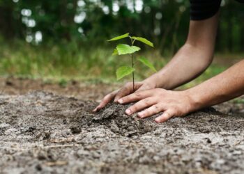 Trenta nuovi alberi per il parco pubblico di Santa Rita