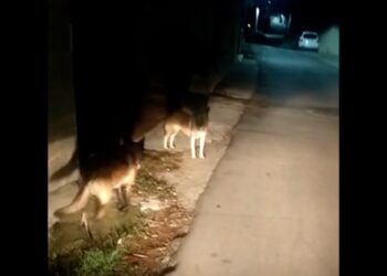 Operatori ecologici inseguiti da randagi in via Lota: «È già il secondo episodio. La situazione è pericolosa»