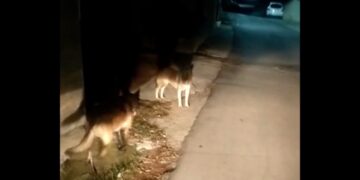 Operatori ecologici inseguiti da randagi in via Lota: «È già il secondo episodio. La situazione è pericolosa»