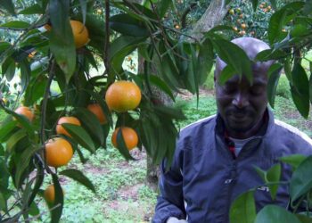 Solidarietà, musica ed impegno sociale per lo “Sbarco delle Arance”