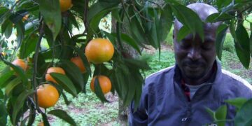 Solidarietà, musica ed impegno sociale per lo “Sbarco delle Arance”