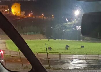 Cinghiali al parco Muro delle Lame, abbattuti quattro esemplari