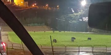 Cinghiali al parco Muro delle Lame, abbattuti quattro esemplari