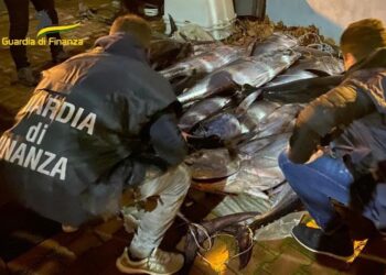 Una tonnellata di tonno rosso illegale destinata alla vendita: scatta il sequestro