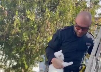 Poliziotto salva gattino intrappolato tra i rami