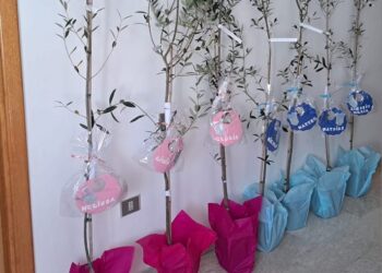 Un ulivo per ogni nuovo nato: «Simbolo di resilienza della nostra comunità»