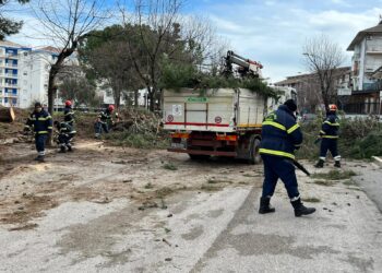 Albero caduto su un’auto al quartiere San Paolo, segato anche un altro pino