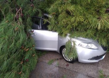 «L’albero ci è caduto addosso in un attimo, siamo vivi per miracolo. Sull’altra corsia saremmo morti»
