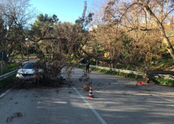Albero si spezza e cade su un’auto, illeso il conducente. Istonia bloccata per due ore
