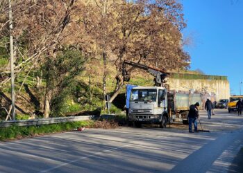 Menna e i pini: «Alberi assassini, vanno tutti sostituiti. Oggi un avvertimento del buon Dio»