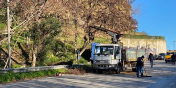Menna e i pini: «Alberi assassini, vanno tutti sostituiti. Oggi un avvertimento del buon Dio»