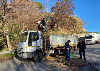 Menna e i pini: «Alberi assassini, vanno tutti sostituiti. Oggi un avvertimento del buon Dio»