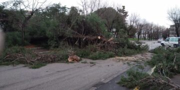 «L’albero ci è caduto addosso in un attimo, siamo vivi per miracolo. Sull’altra corsia saremmo morti»