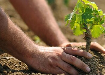 Banca della Terra, inventario pubblico dei terreni abbandonati della città