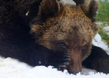 Morto investito Juan Carrito, l’orso tra i simboli dell’Abruzzo