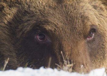 Morto investito Juan Carrito, l’orso tra i simboli dell’Abruzzo