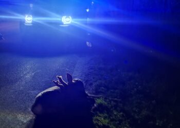 Cerbiatto investito a Sant’Onofrio, senso unico alternato in attesa del veterinario