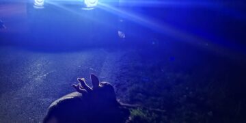 Cerbiatto investito a Sant’Onofrio, senso unico alternato in attesa del veterinario