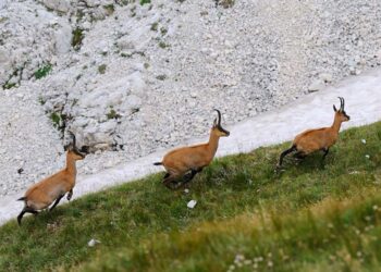 In Abruzzo il primo Master in Gestione sanitaria della fauna selvatica