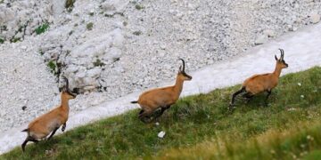 In Abruzzo il primo Master in Gestione sanitaria della fauna selvatica