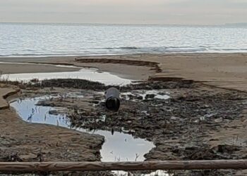 Barisano: «Fosso Marino va rinaturalizzato, il Piano demaniale non consente l’area eventi»
