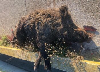 Via Osca sempre più pericolosa: cinghiali attraversano, due incidenti