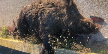 Via Osca sempre più pericolosa: cinghiali attraversano, due incidenti