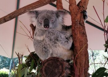 L’animale simbolo dell’Australia: il koala
