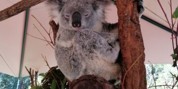 L’animale simbolo dell’Australia: il koala