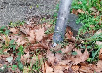 Non cadono solo gli alberi