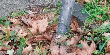 Non cadono solo gli alberi