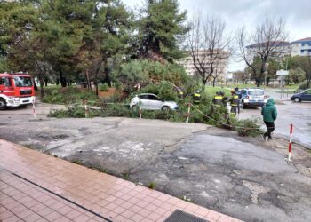 Menna: «Sei pini crollati, altri a rischio: chiudo i parchi. Uscite solo per necessità»