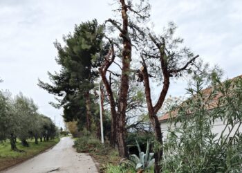 Wwf Frentania: «Fermare gli abbattimenti e le potature selvagge ad Ortona»