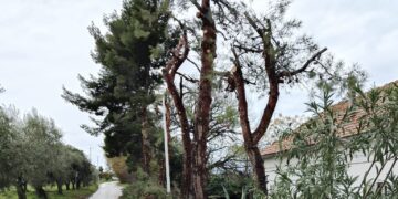 Wwf Frentania: «Fermare gli abbattimenti e le potature selvagge ad Ortona»