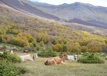 Usi civici, associazioni chiedono al Governo di impugnare la legge regionale